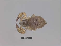 Image of Panarthropoda