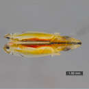 Image of Two-spotted leafhopper