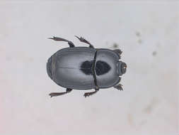 Image of water scavenger beetle