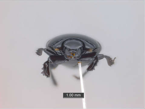 Image of water scavenger beetle