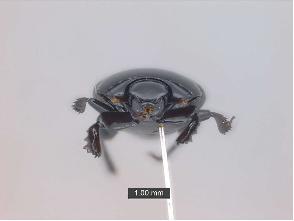 Image of water scavenger beetle