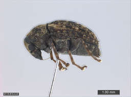 Image of Snout and Bark Beetles