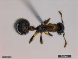 Image of Panarthropoda