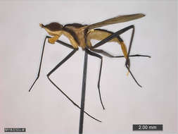 Image of Panarthropoda