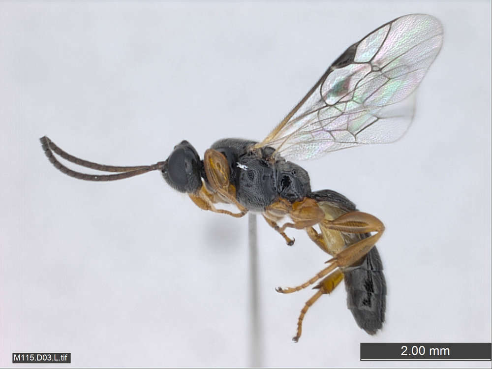 Image of Braconids and Ichneumons