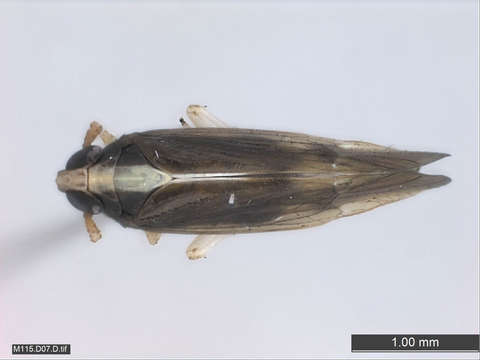 Image of planthoppers