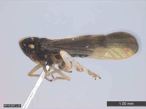 Image of planthoppers