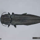 Image of metallic wood boring beetles