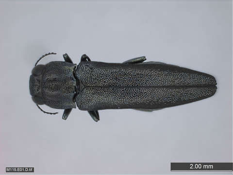 Image of Metallic Wood Boring Beetles