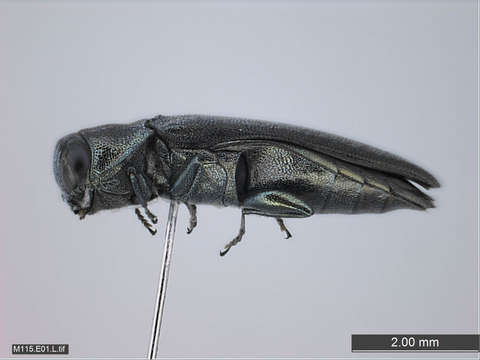 Image of Metallic Wood Boring Beetles