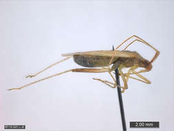 Image of Panarthropoda