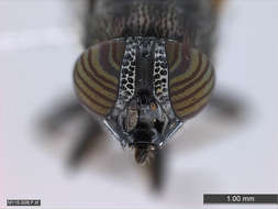 Image of Panarthropoda