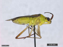 Image of Panarthropoda