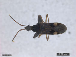 Image of Panarthropoda