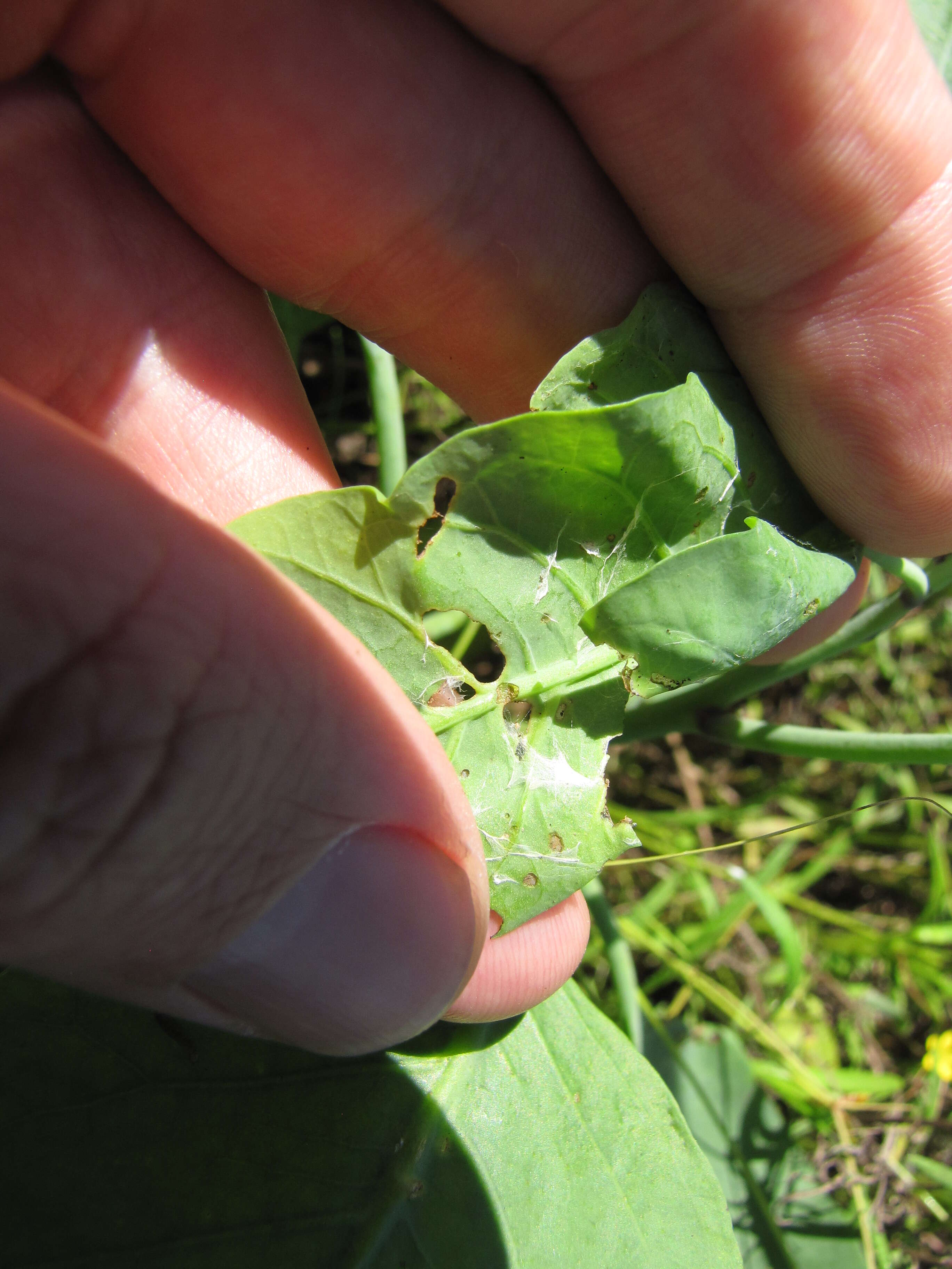 Image of tree tobacco