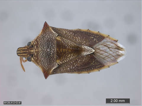 Image of Pentatomoidea