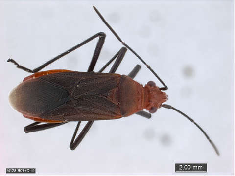 Image of Reduvioidea