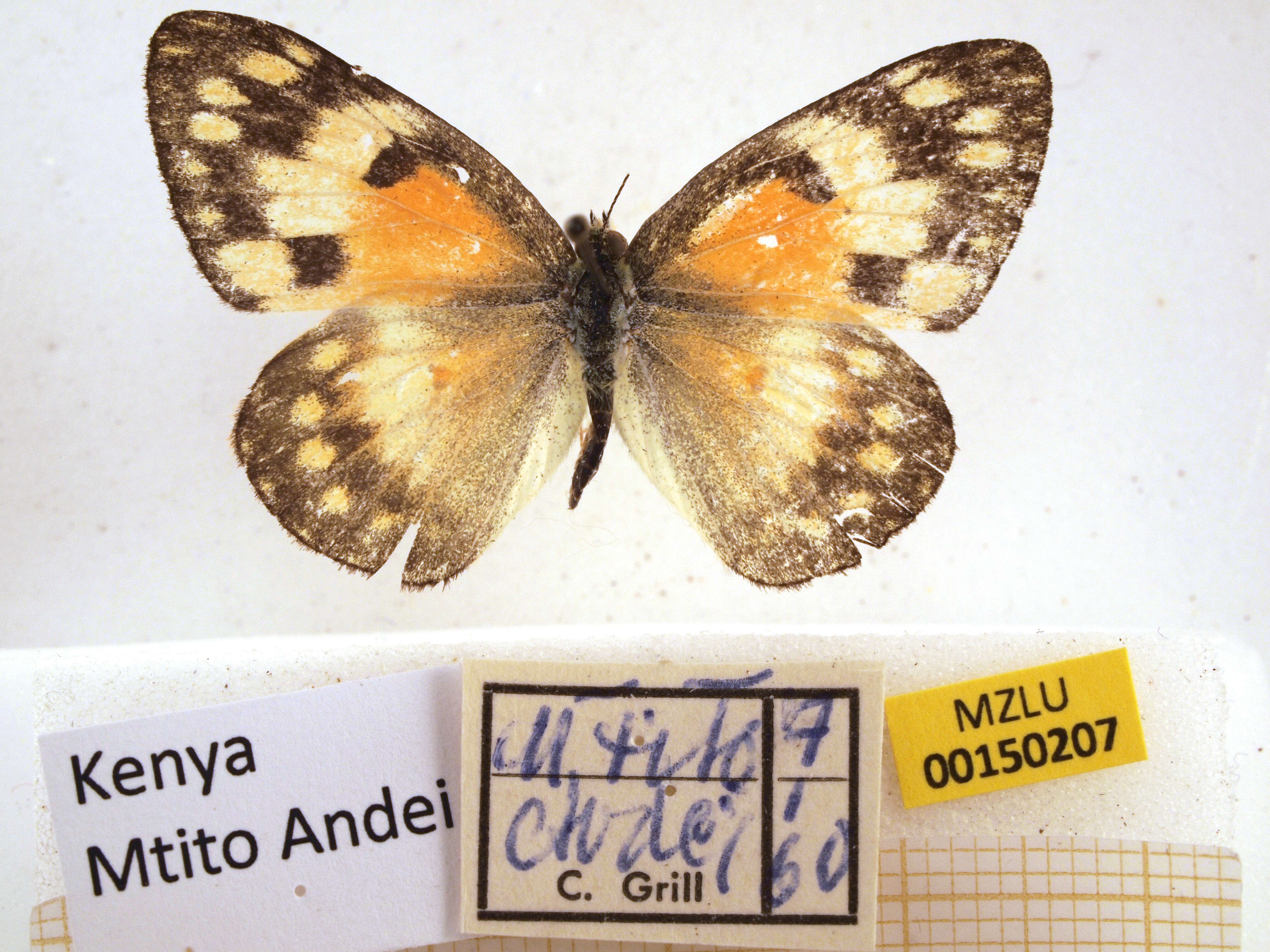 Colotis amata (Fabricius 1775)的圖片