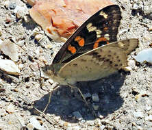 Image of Meadow Argus