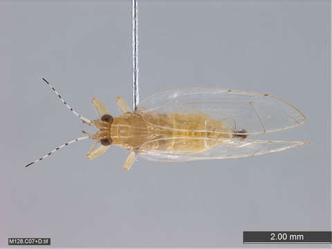 Image of jumping plant louse