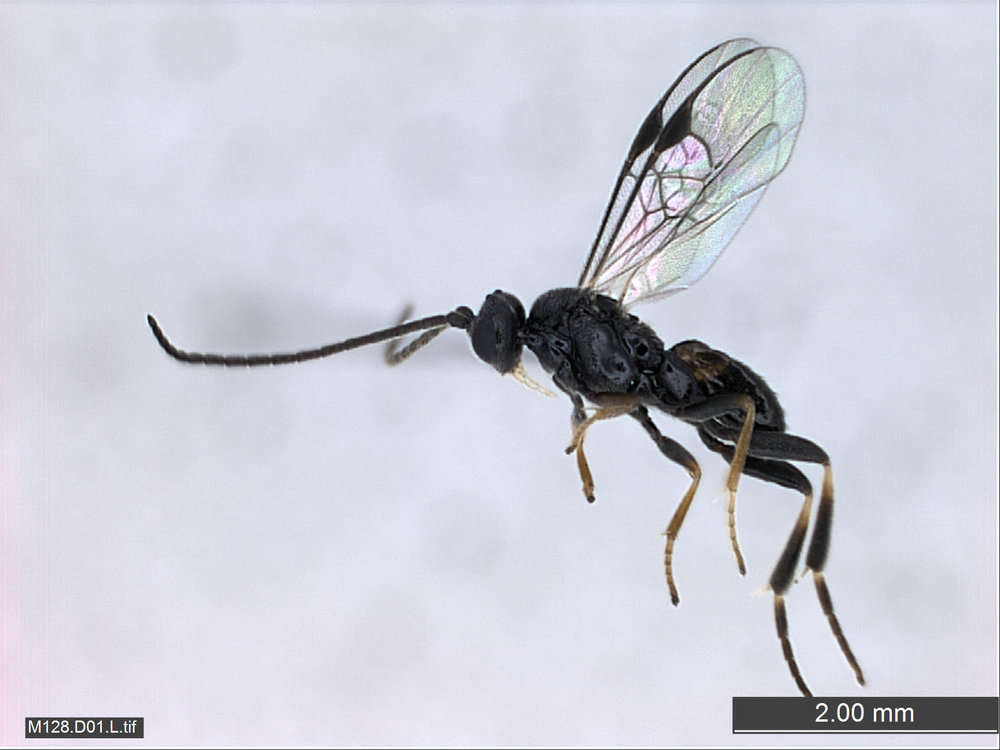 Image of Braconids and Ichneumons