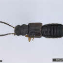 Image de Staphylinidae
