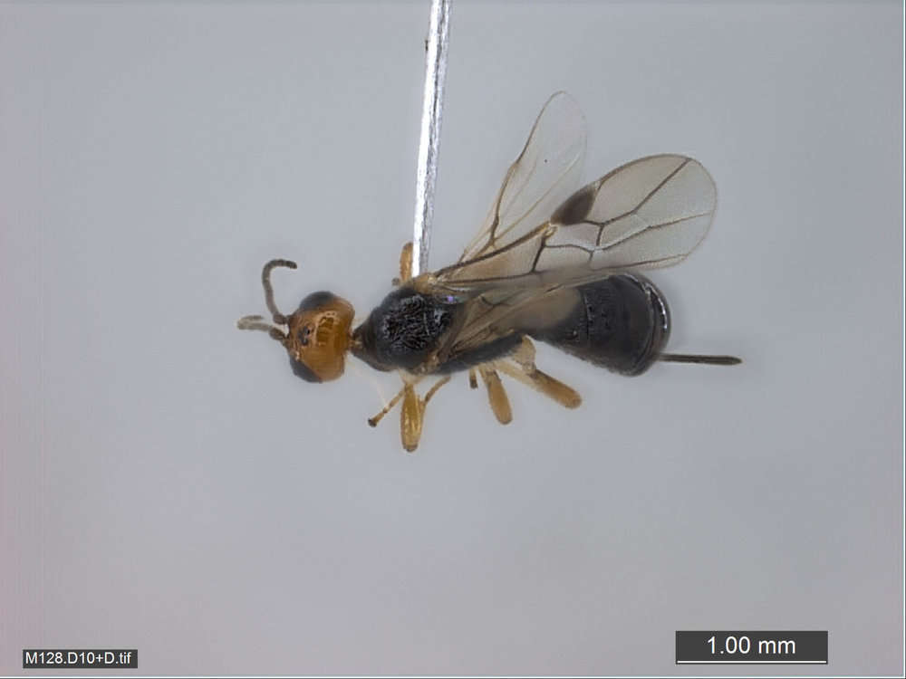 Image of Braconids and Ichneumons