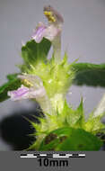 Image of lesser hemp-nettle