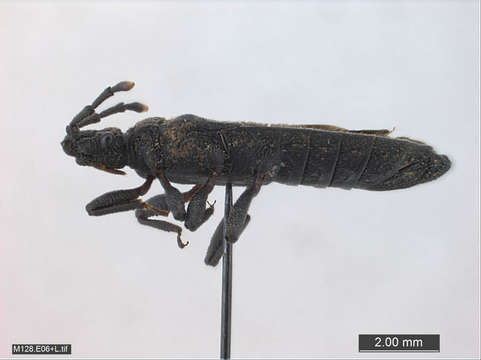 Image of Panarthropoda