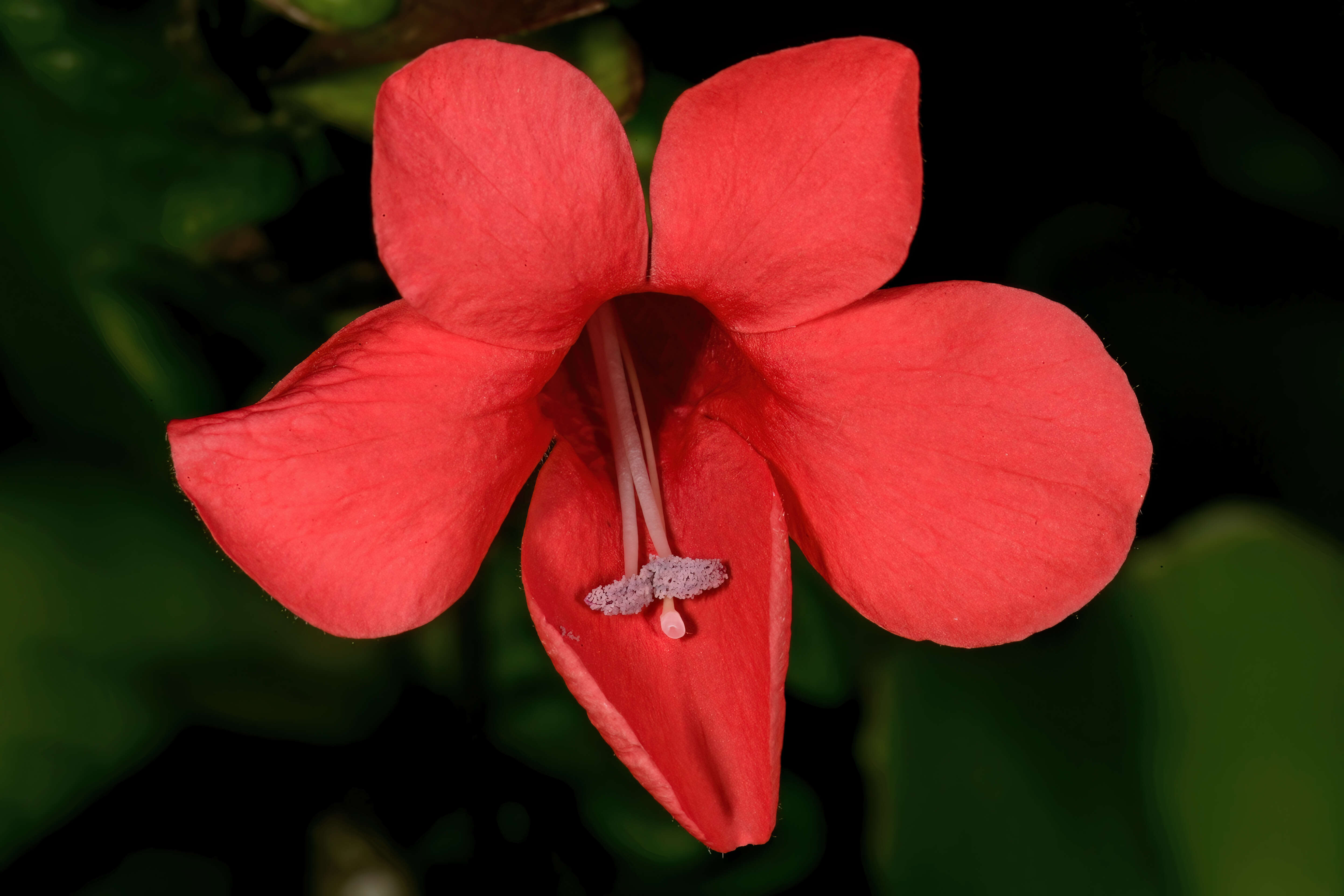 Image of Barleria repens Nees