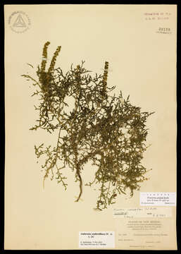 Image of weakleaf bur ragweed