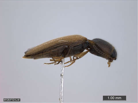 Image of "Click Beetles, Net-winged Beetle, Fireflies, and relatives"