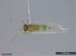 Image of jumping plant louse