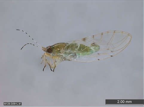 Image of jumping plant louse