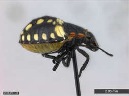 Image of Panarthropoda