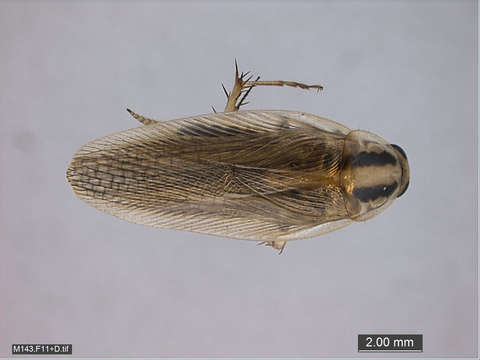 Image of Dictyoptera