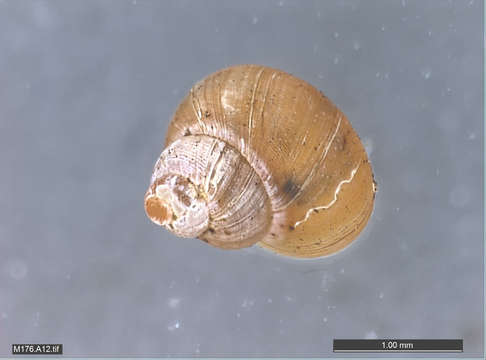 Image of Hydrocenoidea