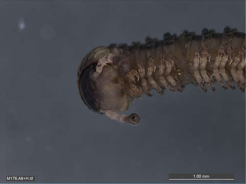 Image of myriapods