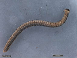 Image of myriapods