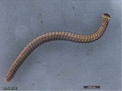 Image of myriapods