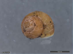 Image of Hydrocenoidea