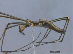 Sivun Sauvaristihämähäkit kuva