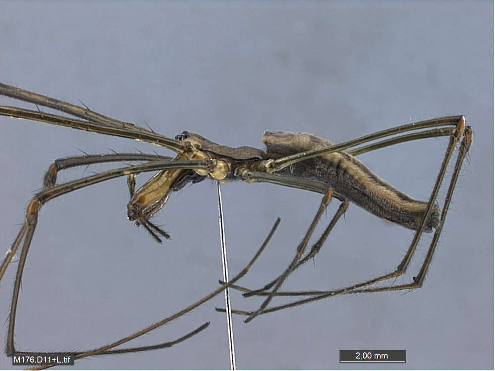 Image of long-jawed orb weavers