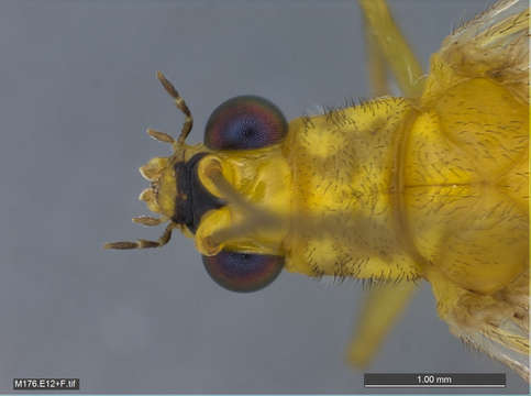 Image of lacewings and relatives