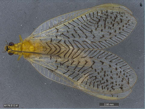 Image of lacewings and relatives