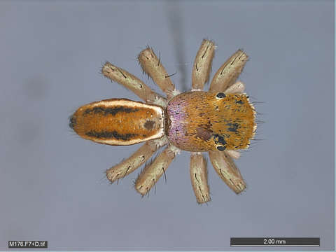 Image of Panarthropoda