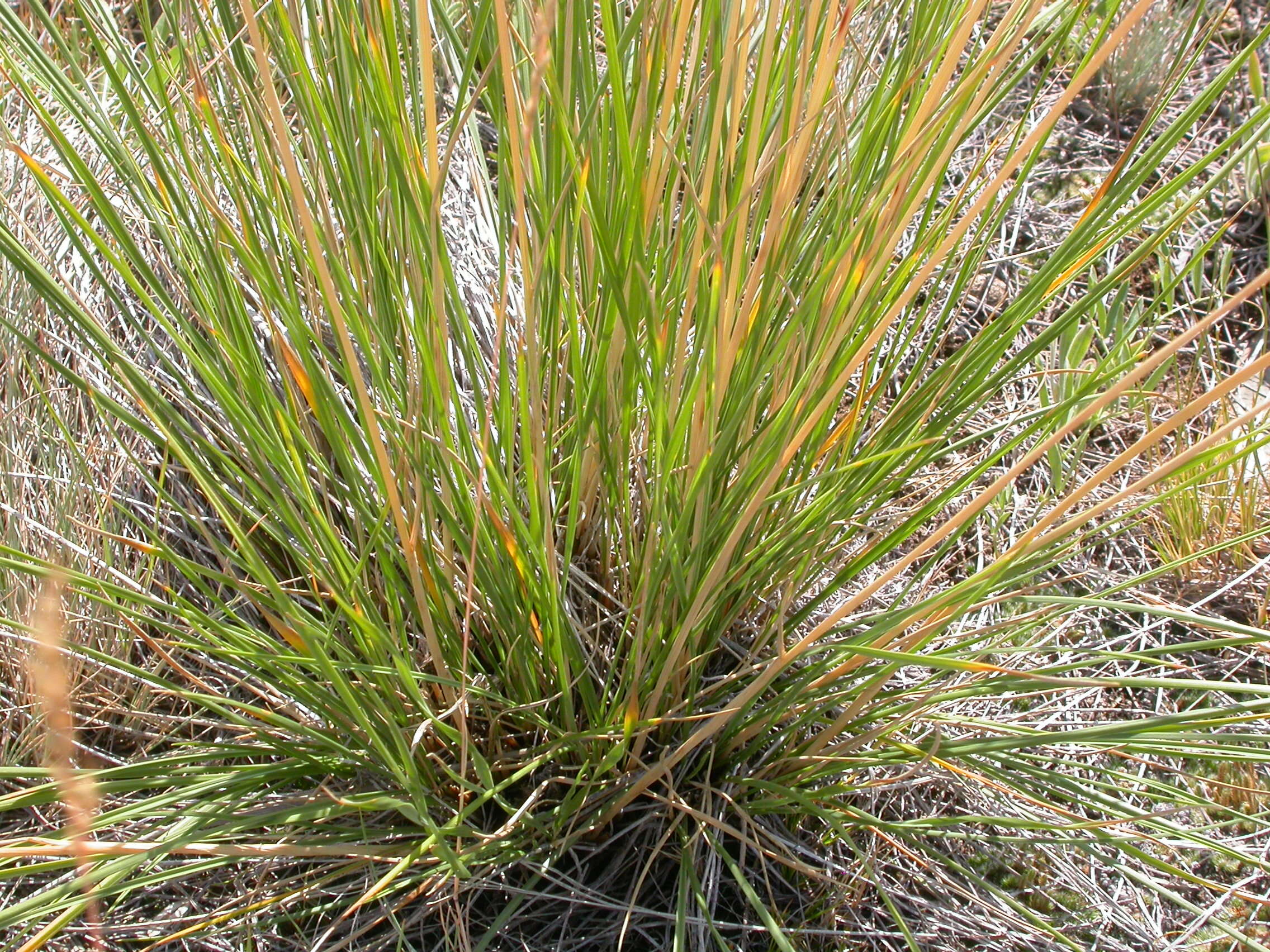 Plancia ëd Festuca campestris Rydb.