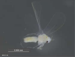 Image of Aleyrodoidea