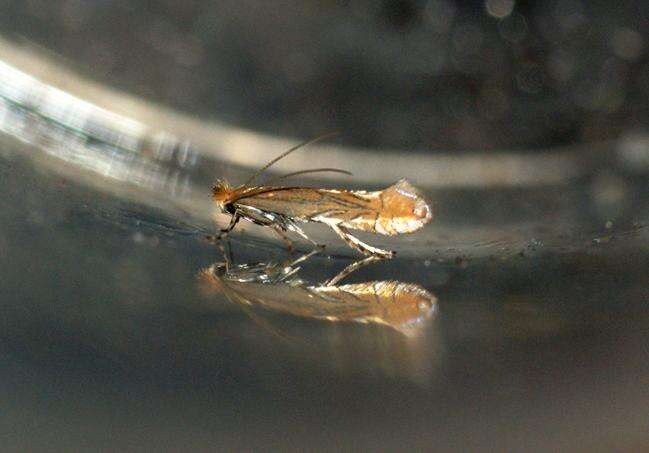 Phyllonorycter messaniella (Zeller 1846)的圖片