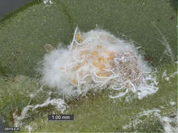 Image of Scales and Mealybugs